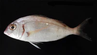 Pagellus erythrinus1.jpg
