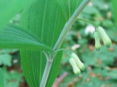 Polygonatum multiflorum bluete.jpeg