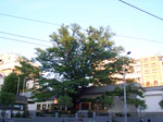 Quercus robur at Flower Square, Belgrade.jpg