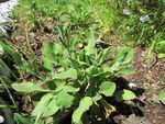 Silene Tomentosa plant.jpg