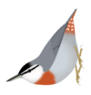 SittaKrueperi.png