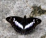 VB 023 Indian Purple Emperor.jpg