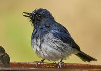White-bellied blue flycatcher OMH.jpg