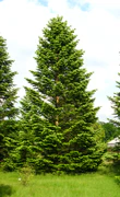 Abies holophylla in PAN Botanical Garden, Warsaw.jpg