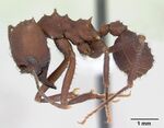 Acromyrmex balzani casent0173790 profile 1.jpg