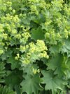 Alchemilla mollis1UME.jpg