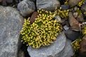 Antarctic Pearlwort.jpg