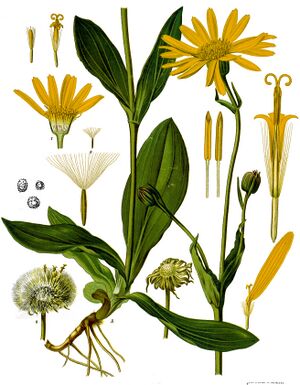 Arnica montana - Köhler–s Medizinal-Pflanzen-015.jpg