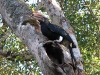 Bycanistes brevis Arusha National Park 2.jpg