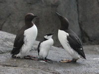 Common Murre RWD1.jpg
