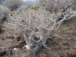 Euphorbia balsamifera Malpais2007 05 barranquillo 58.jpg