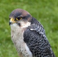 Lanner Falcon (4570443485).jpg