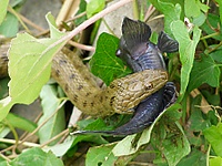 Natrix tessellata.jpg