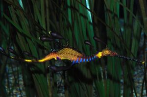Phyllopteryx.jpg