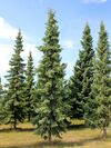 Picea mariana (Spruce black).jpg