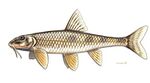 Romanogobio uranoscopus Felpillantó küllő.jpg