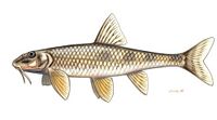 Romanogobio uranoscopus Felpillantó küllő.jpg