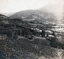 Tea plantations in Chakva.jpg