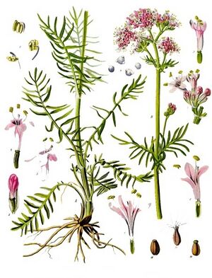 Valeriana officinalis - Köhler–s Medizinal-Pflanzen-143.jpg