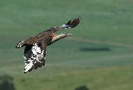 2010 01 03 Denhams Bustard.jpg