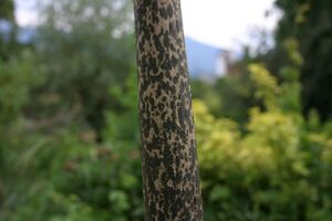 Amorphophallus konjac trunk.JPG