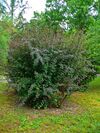 Berberis vulgaris 'Atropurpurea' 001.JPG