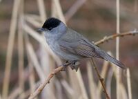 Blackcap - sylvia atricapilla by Tony Smith (small).jpg