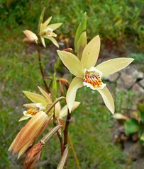 Bletilla ochracea 2.jpg