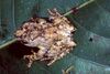 Boophis lichenoides.jpg