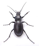 Carabus violaceus up.JPG