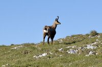 Chamois at schneeberg.jpg