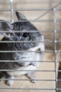 Chinchilla 3.jpg