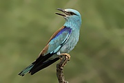 Coracias garrulus - European roller 05.jpg