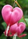 Dicentra.spectabilis.closeup.jpg
