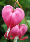 Dicentra.spectabilis.closeup.jpg
