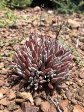 Dudleya attenuata
