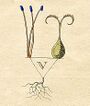 Ehret-Methodus Plantarum Sexualis-V.jpg