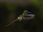 Green thorntail (Discosura conversii) male in flight (cropped).jpg