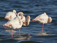 Phoenicopterus roseus (Walvis Bay).jpg