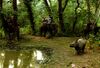 Rhinos leofleck.jpg
