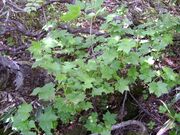 Ribes sachalinense 1.JPG