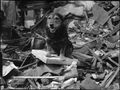 Rip Dicken Medal Dog IWM D 5937.jpg