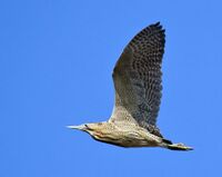 Rohrdommel flug2 400.jpg