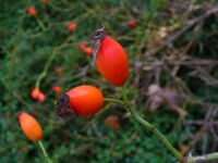 Rosa canina 004.jpg