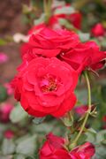 Rose Montana 20070601.jpg