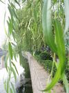 SalixBabylonicaLeaf.jpg