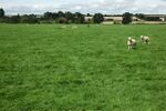 Sheep on Moor Meadow - geograph.org.uk - 1437850.jpg