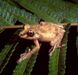 Spinomantis fimbriatus01.jpg