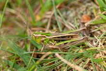 Stenobothrus stigmaticus female.jpg