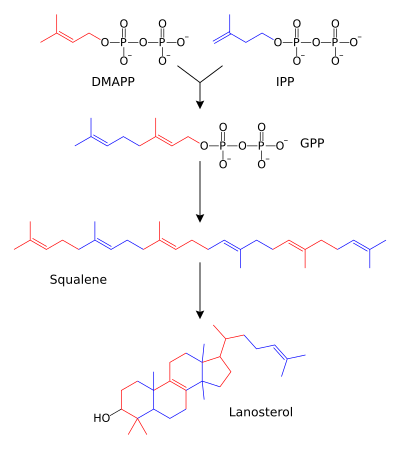 Sterol synthesis.svg